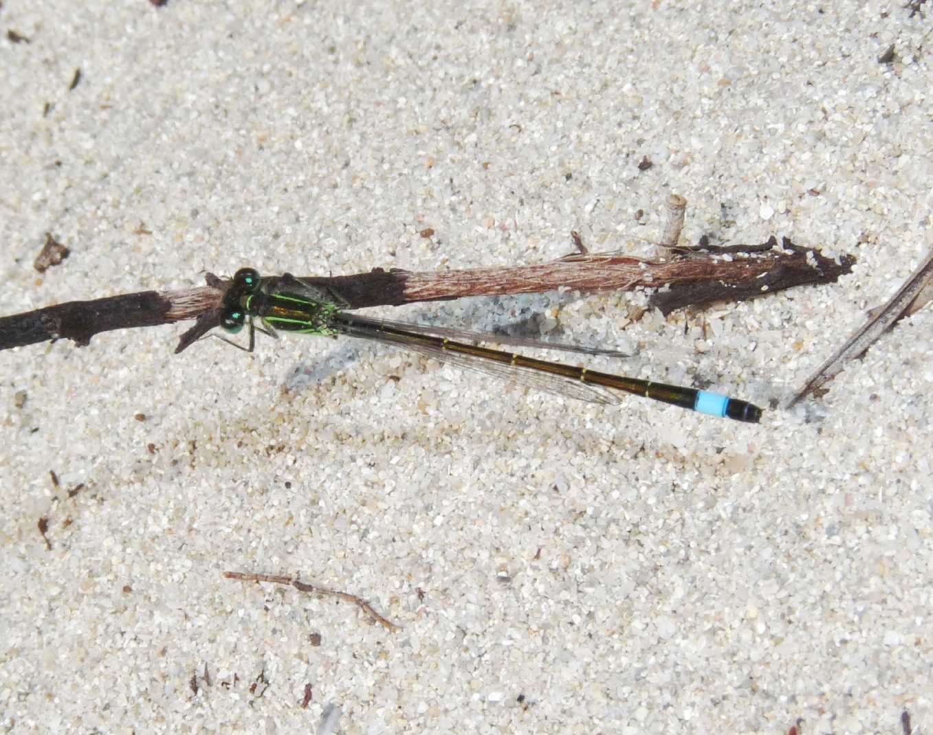 Ischnura elegans? no, maschio e femmina di I. genei